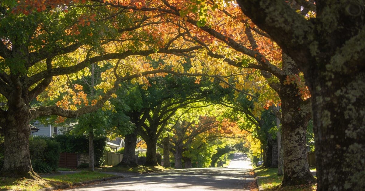 Street trees maintained by Arborist Auckland